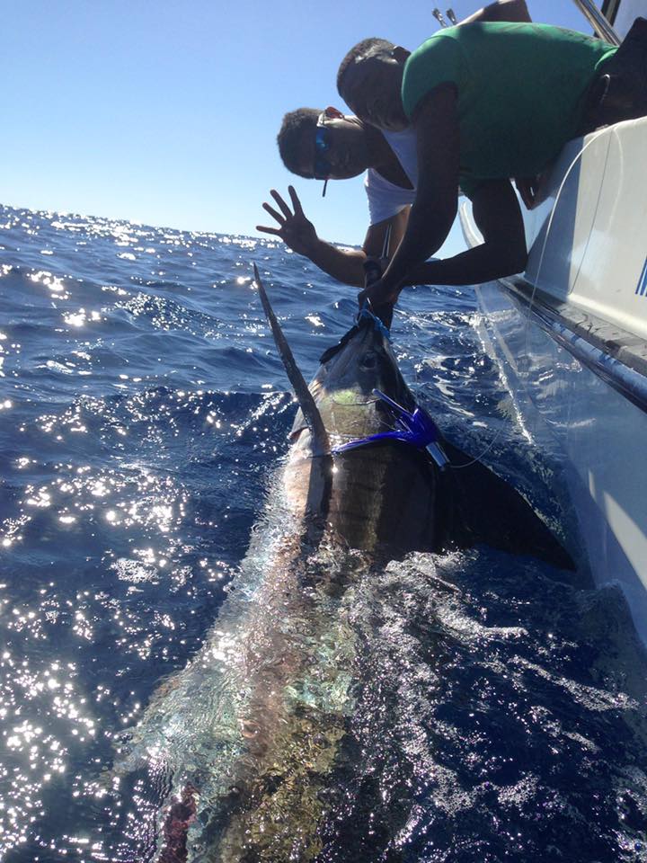 Number 1 releasing a Striped Marlin down at Inhaca where the bite is heating up. From now on the Blues should start coming in and maybe this will be the year a 1000 lbs Marlin will show up down there!