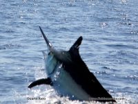 Louwtjies first marlin nearly went the mark!