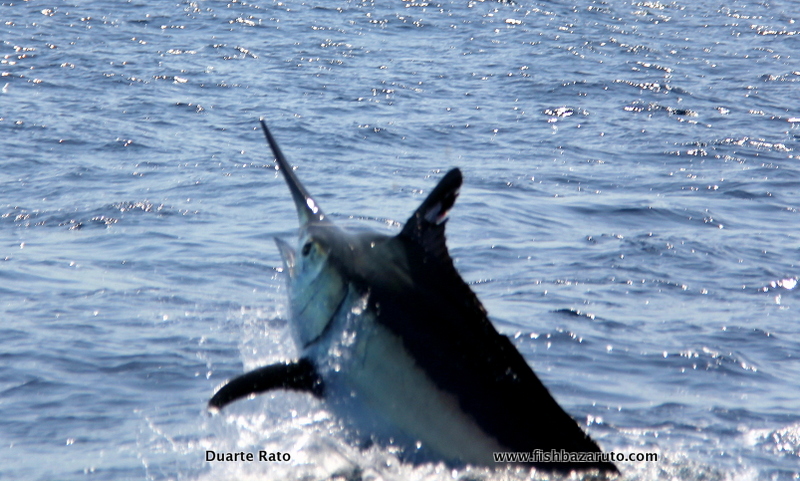 Louwtjies first marlin nearly went the mark!