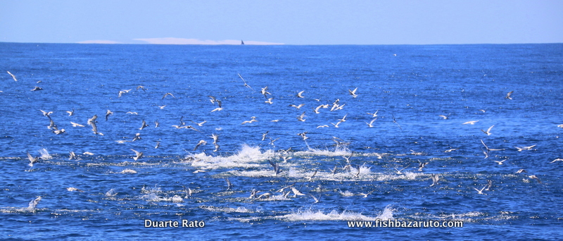 Bait balling sardines and anchovy’s, Yellowfin Tuna where in a big feeding frenzy for hours…
