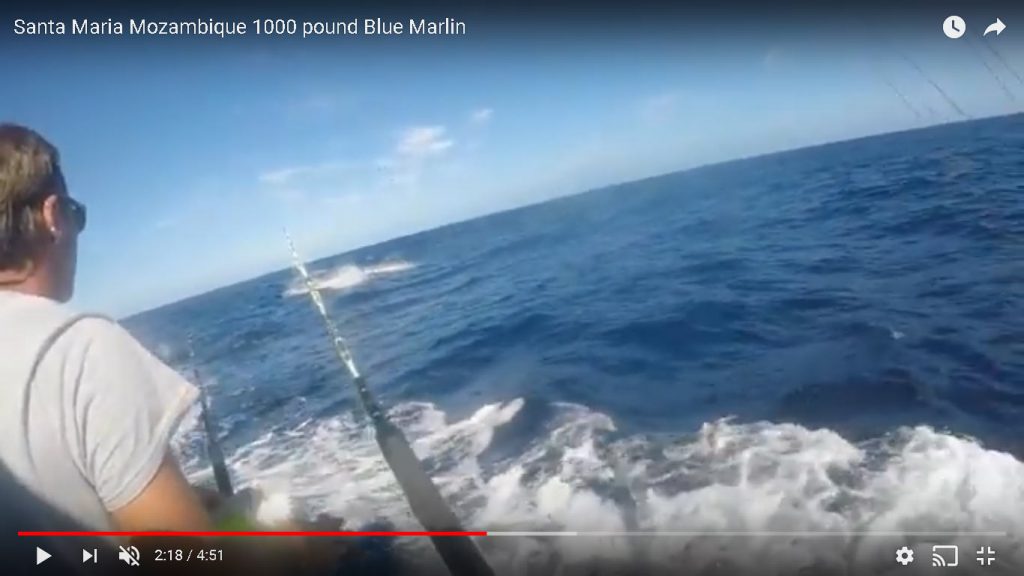 Video: Inhaca Island 1000lb Blue Marlin