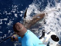 Capt. Duarte Rato on the leader with one of a triple Blue Marlin Hookup of which two where released and the third lost after 20 minutes.
