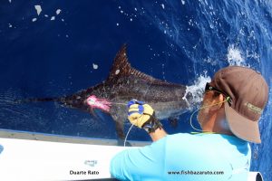Read more about the article Blue Marlin and all sorts in April 2018