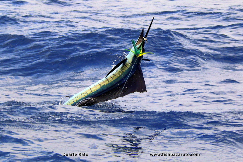 Read more about the article Vilankulos Sailfish & Wahoo Madness…