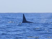 Orcas snapped off Bazaruto Island