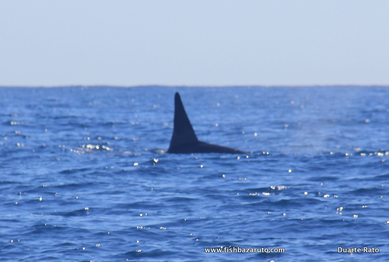 Orcas snapped off Bazaruto Island