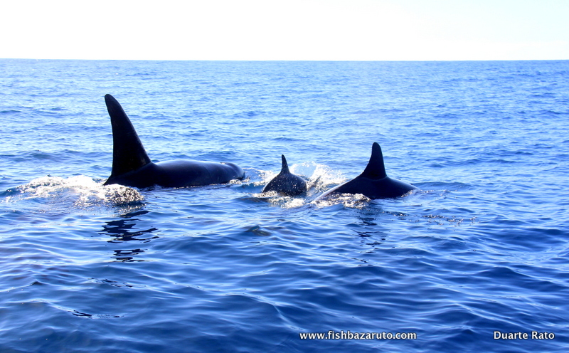 And a baby Orca!