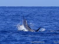 Blue Marlin World Cup 2018