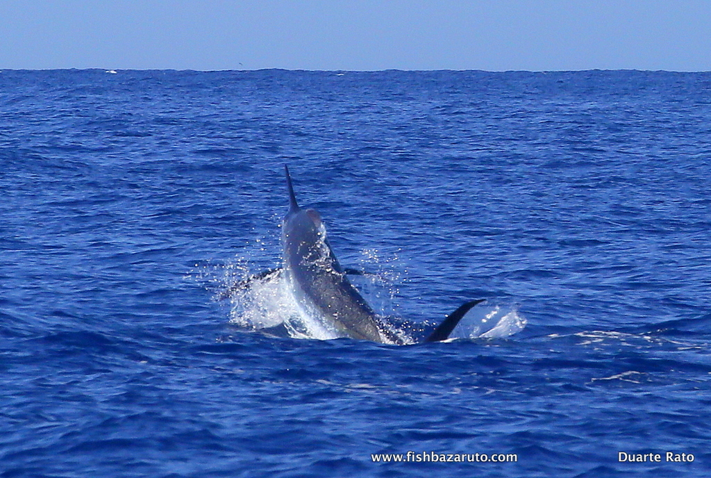 Blue Marlin World Cup 2018