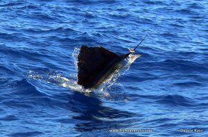 Read more about the article Sailfish Madagascar Part II