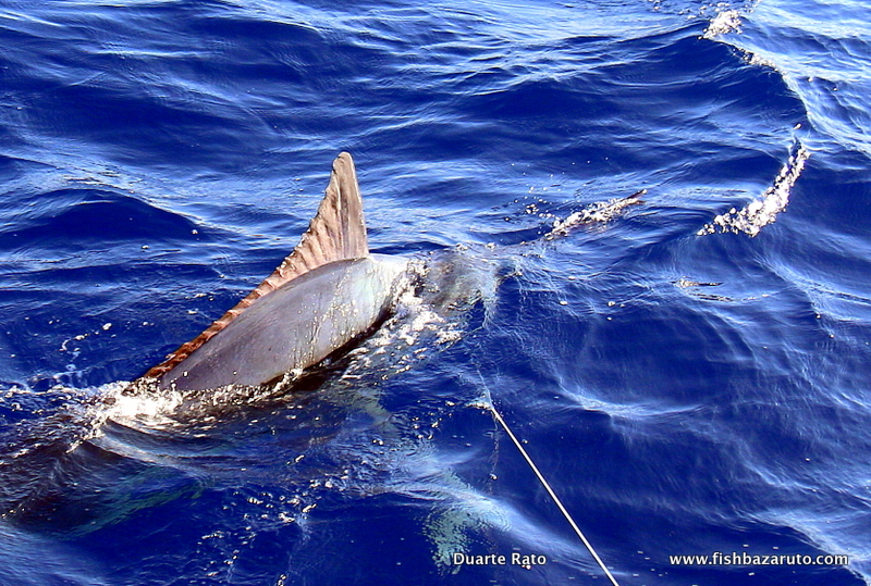 The last day of Peter &amp; Andre Marlin Bonanza could not have been better. A #500 before the first half an hour of fishing, then a 400 and missed a 70 along the way and hookup to the last fish of the trip 2 minutes before pulling the lines out!!!