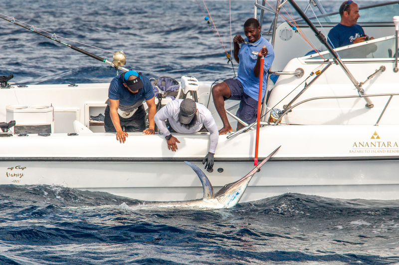 A very good Marlin on Bait by Vamizi