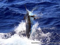 Fishing Bazaruto for marlin