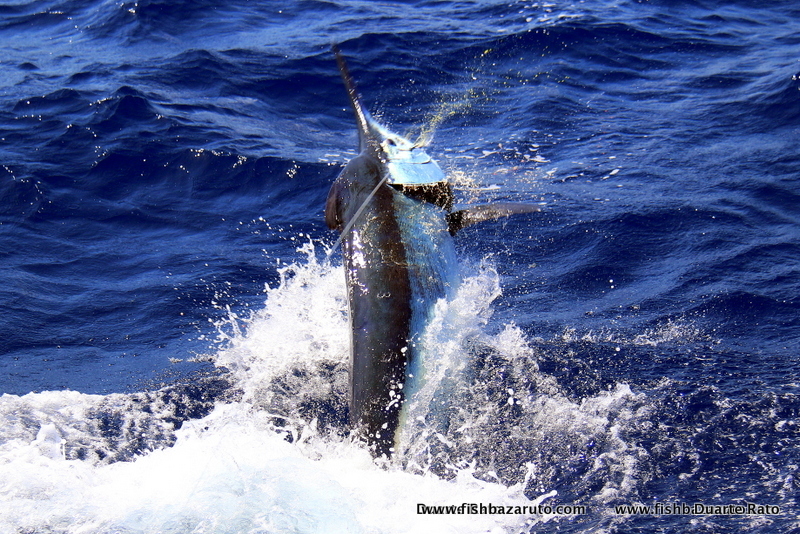 Fishing Bazaruto for marlin