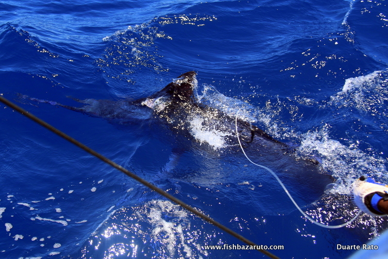 Alex about to release Riaz Karodia´s first ever Marlin caught aboard VAMIZI where they had a brilliant trip releasing 5 out of 8 bites and a total of 12 fish raised! Was again Marlin on bait