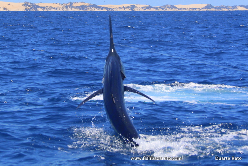 Read more about the article Bazaruto´s Great Marlin Run