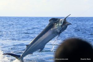 Read more about the article #550 Marlin & sailfish jumps on board!!!