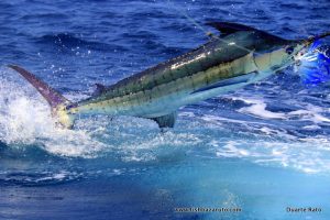Read more about the article Blue Marlin Mozambique