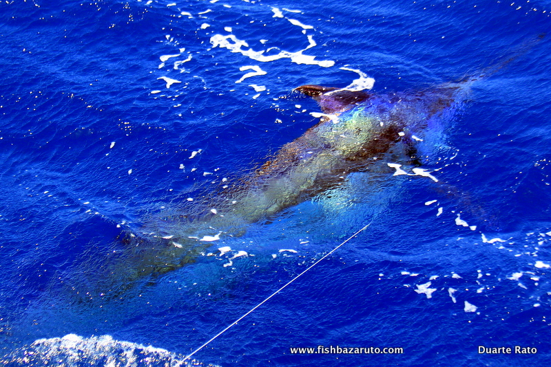 Read more about the article Video: Mozambique Blue Marlin of Santa Maria