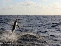 Mozambique Fishing - Small Black takes to the air! Wolfgang & the gang on a recent Billfish trip to Bazaruto went 1 for 2 on Blue Marlin and raised another two, 1 for 2 on Black Marlin and 2 for 4 on Sailfish plus a few good game fish.