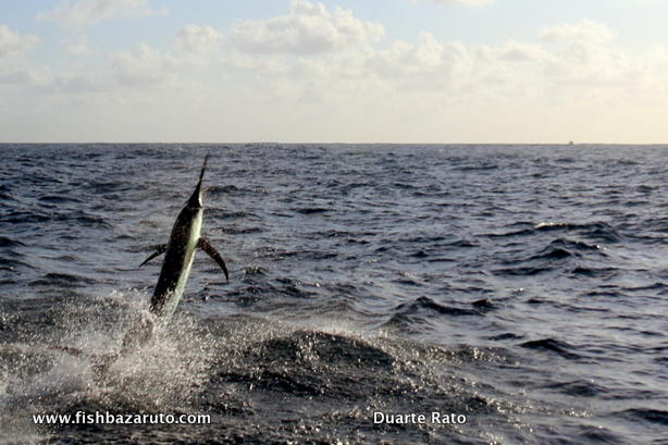 Mozambique Fishing - Small Black takes to the air! Wolfgang & the gang on a recent Billfish trip to Bazaruto went 1 for 2 on Blue Marlin and raised another two, 1 for 2 on Black Marlin and 2 for 4 on Sailfish plus a few good game fish.
