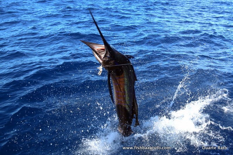 You are currently viewing Vilankulos Sailfish Comp & much more…