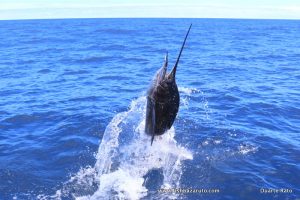 Read more about the article Bazaruto Sailfish Competition 2020 coming up!
