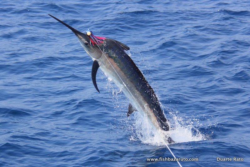 Read more about the article Bazaruto Winter Marlin – July 2019