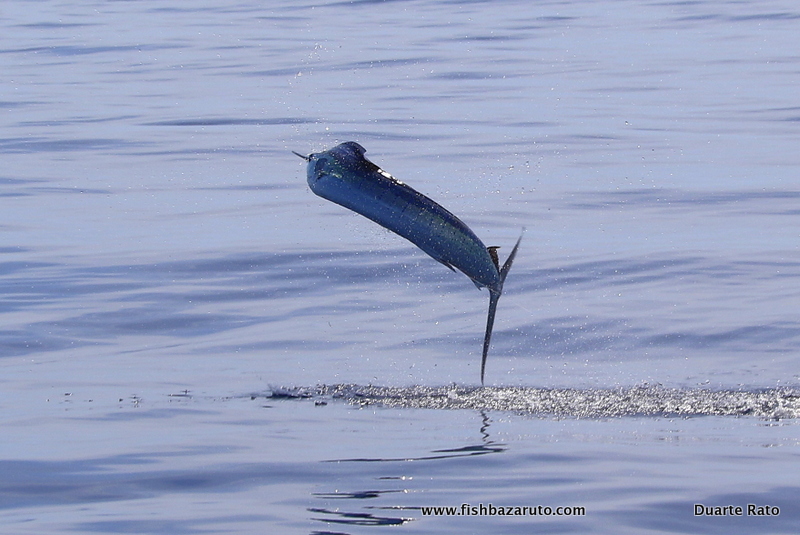 Read more about the article 105 Sailfish in 10 days – Madagascar ´19 – Part II