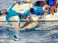 Fishing Bazaruto is all about tag and release