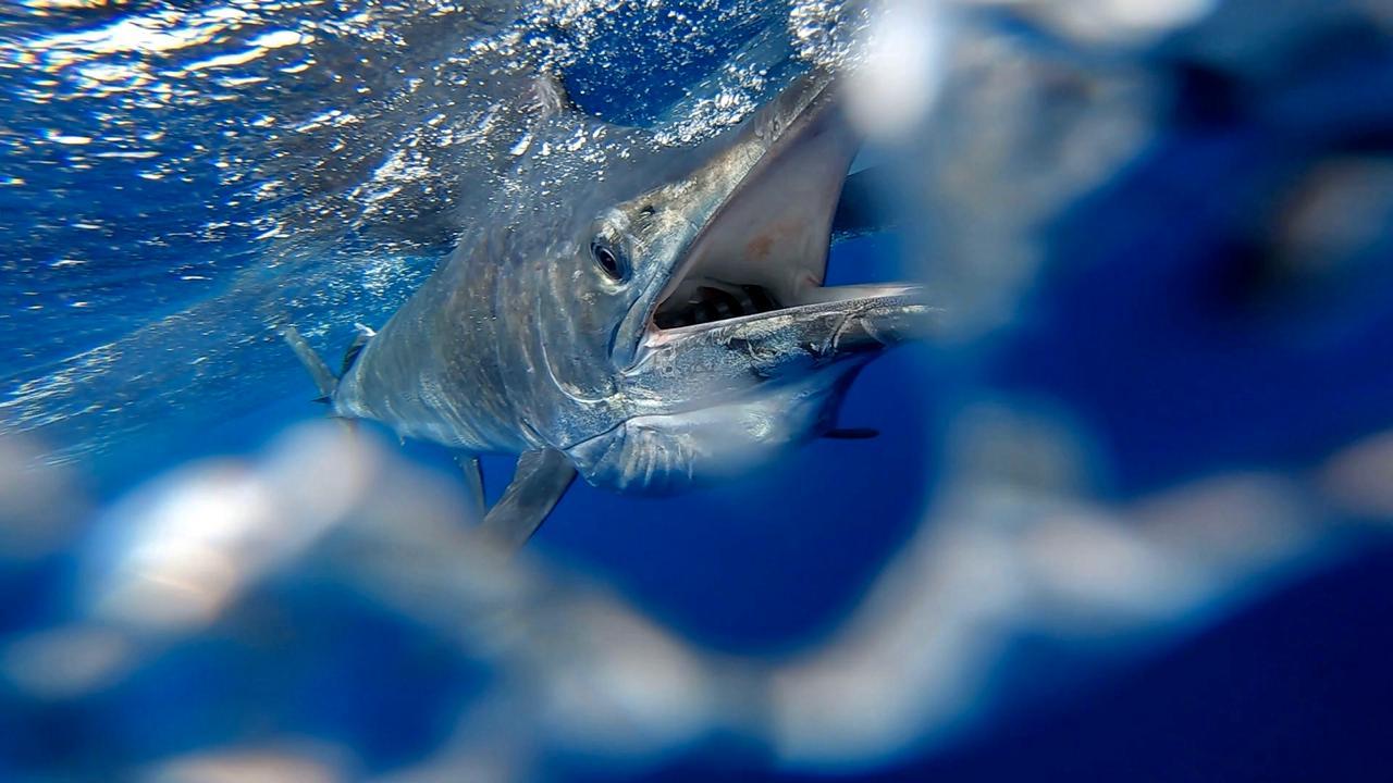 Read more about the article 2019 – Another great Billfish year….