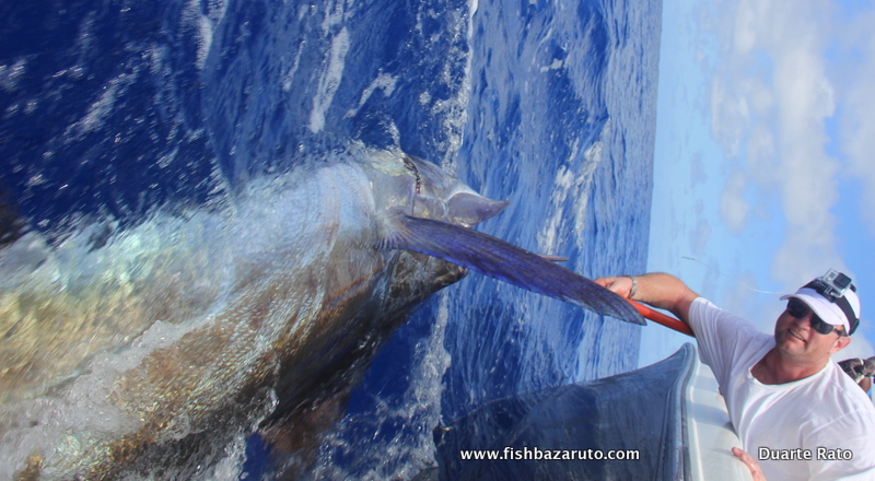 Marlin identification by pectorals. This one is a blue marlin.