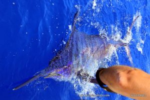 Read more about the article Catching your first marlin: by Doug and Ryan