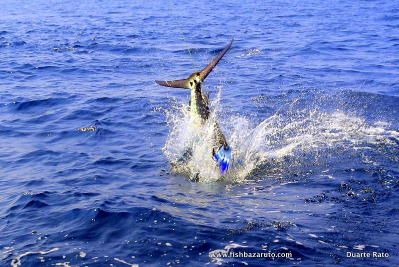 Catching your first marlin with Captain Duarte Rato