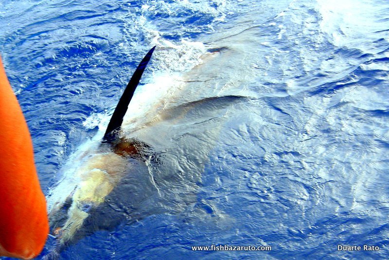 Catching your first marlin with fishbazaruto.com