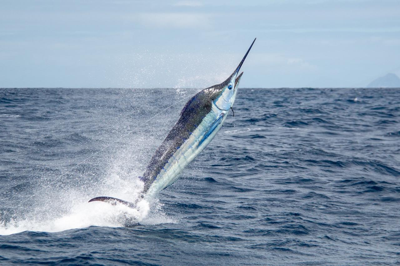 Read more about the article Marlin quarantine – Mozambique March 2020