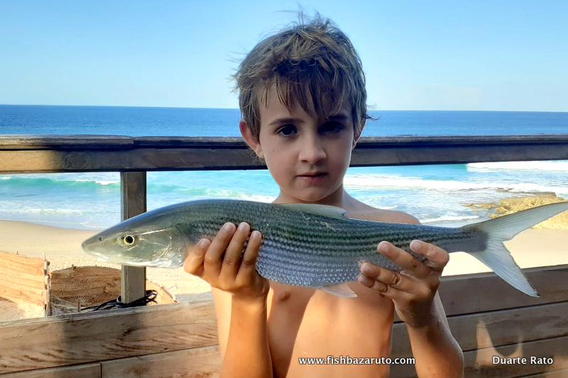 You are currently viewing The Bonefish of Pomene – Mozambique