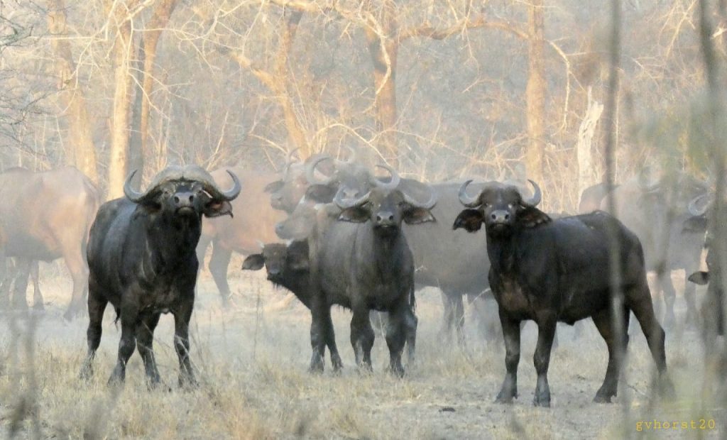 Buffalo in the Zinave National Park in Mozambique