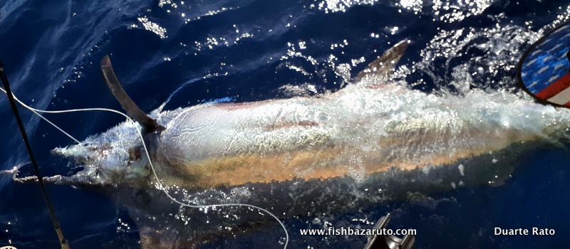 Bazaruto Mozambique marlin season 2020