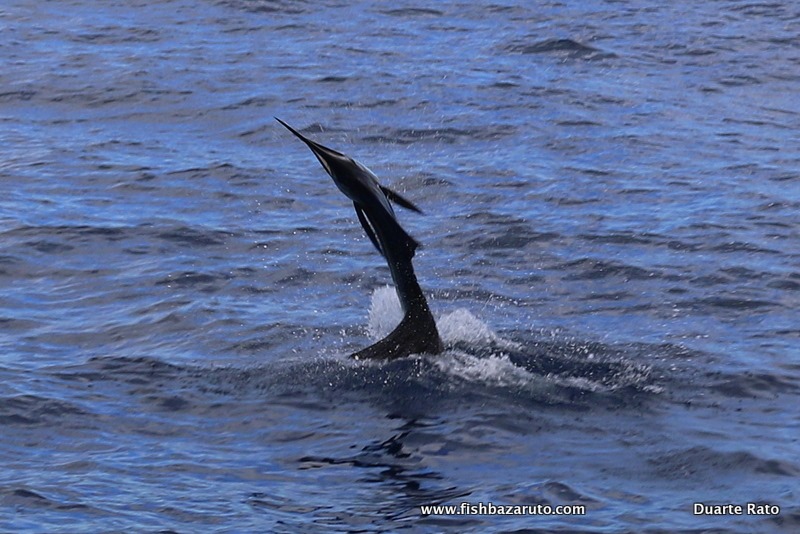 Diablos-first-Mozambique Sailfish caught-and-released-off-Bazaruto-Island