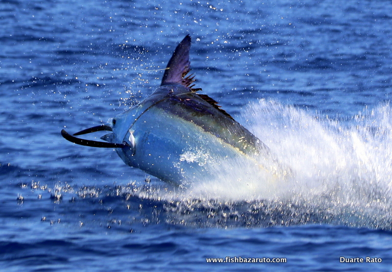 Read more about the article Mozambique Black Marlin