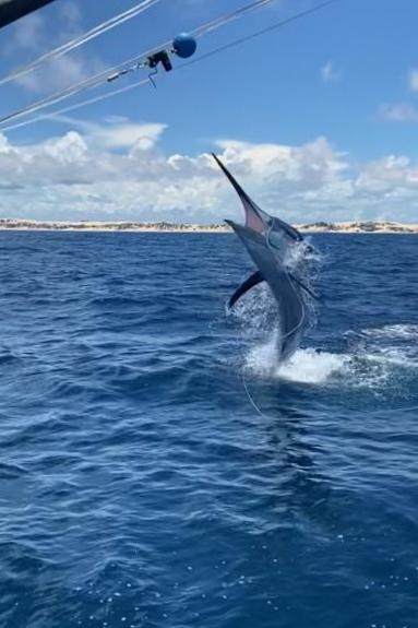Read more about the article Great end to Bazaruto´s Marlin Season