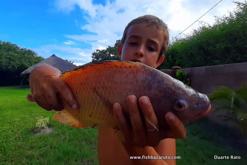 A lit bit of a twist here and not anywhere close to GT´s popping and jigging, but even when not on the ocean, my oldest fishing obsessed boy finds a way to wet a line. On a braii at a friend’s place recently he had some fun releasing some half kilo tilapia out of the pond!