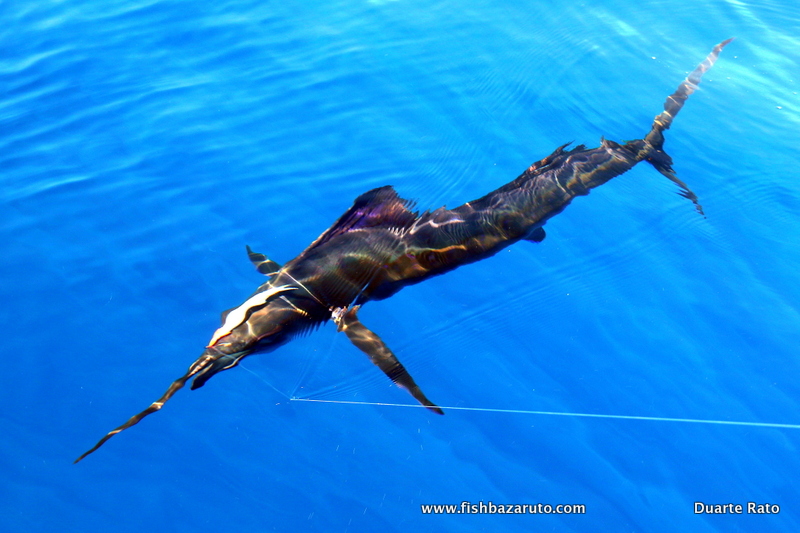 Read more about the article Andy´s first Marlin & Sailfish in a few hours…