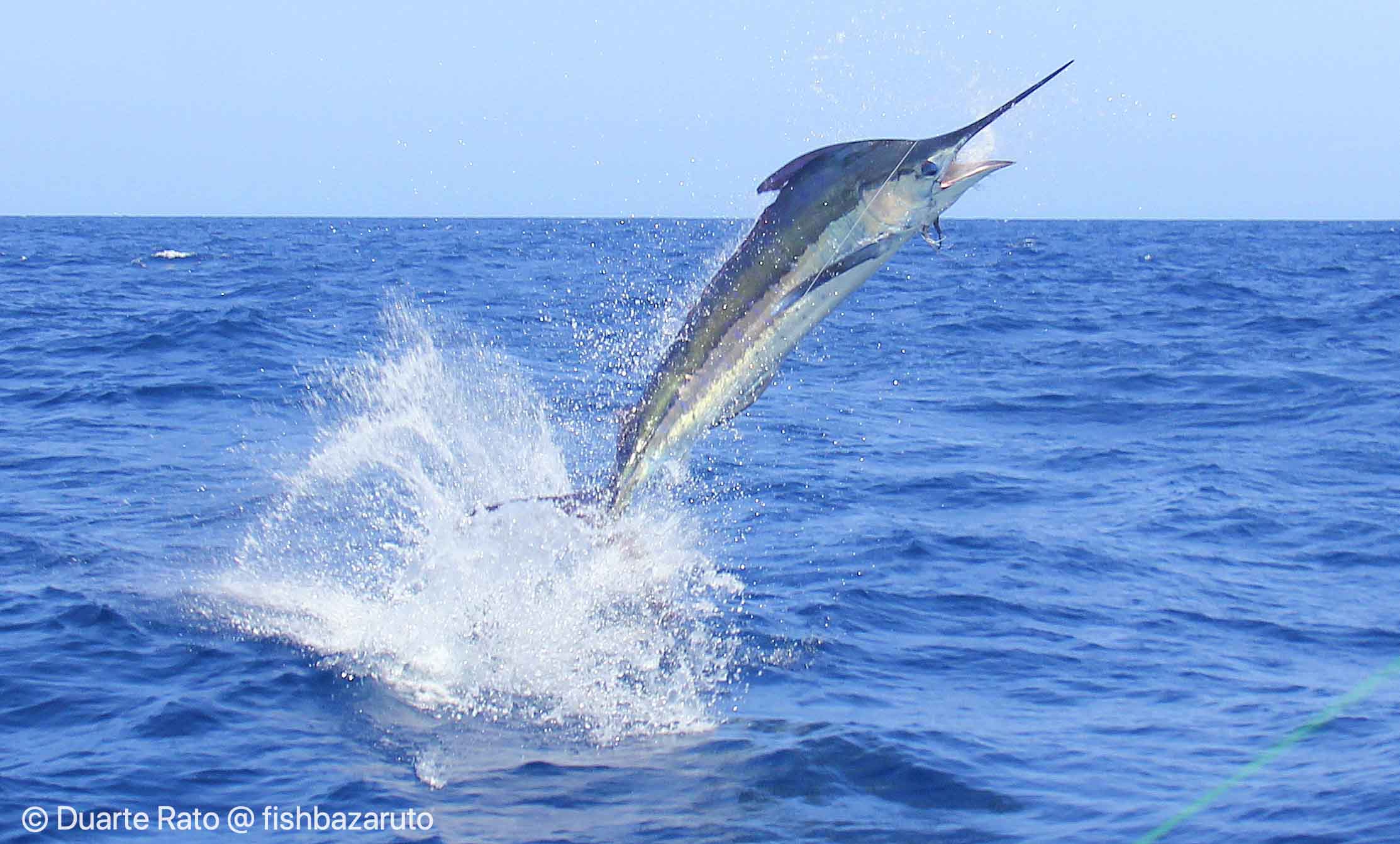 Read more about the article Jordan´s first Blue Marlin, Sailfish & PB´s…