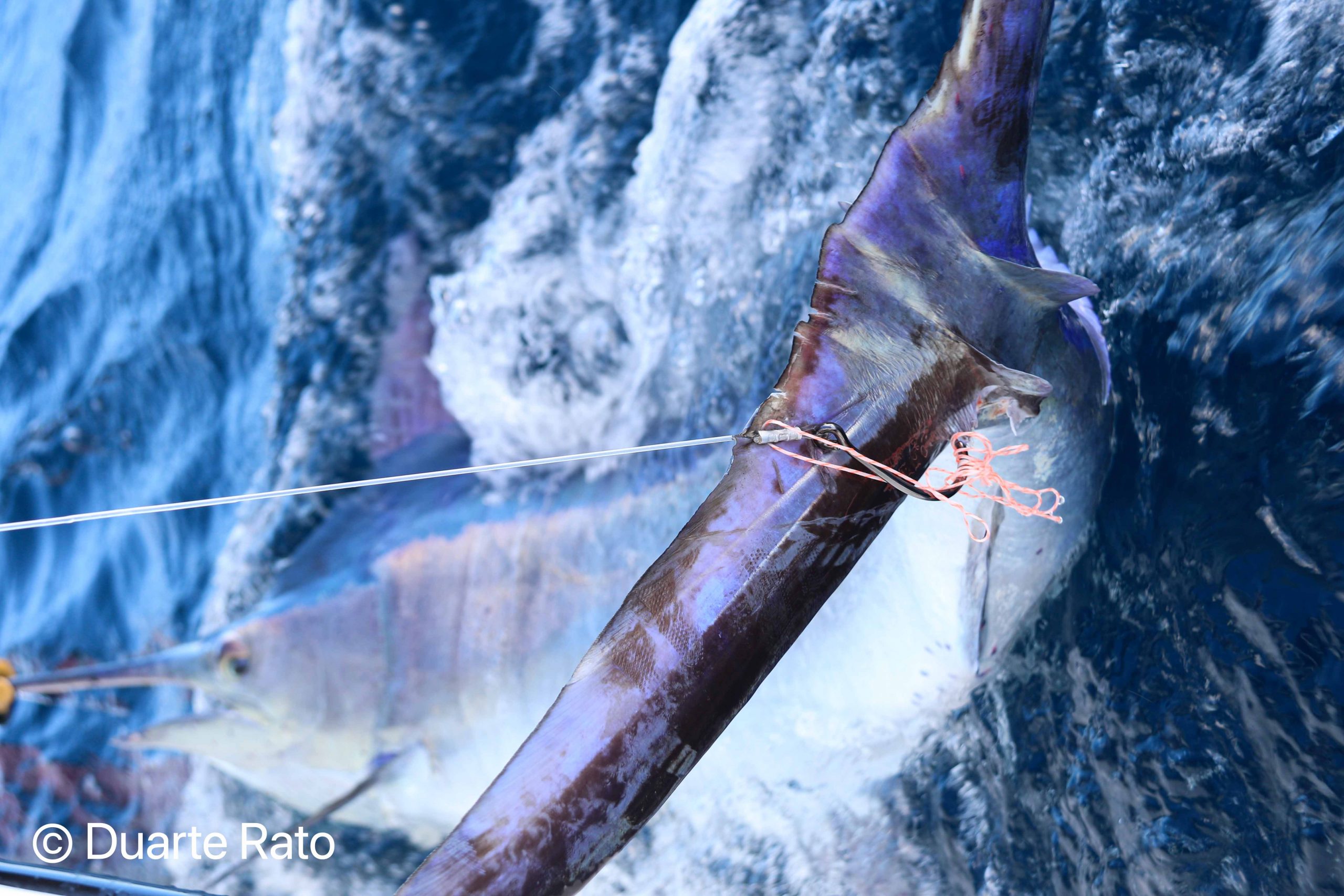 Read more about the article Bazaruto Marlin May ´21 – Part II