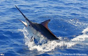 Read more about the article Heavy Tackle fishing for Giant Black Marlin in the Bazaruto Archipelago
