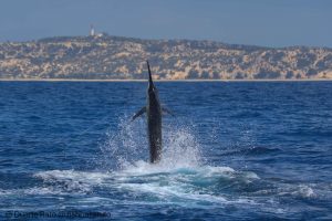 Read more about the article John Brager´s Bazaruto Black and Blue Marlin