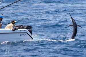 Read more about the article First time Marlin for first timers
