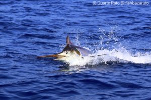 Read more about the article Bazaruto Marlin Season – mid October report 2021